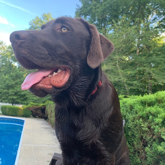 Dave Freese - Picture 11 of 16